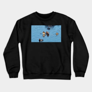 Redhead Ducks And A Ring-necked Duck Swimming Crewneck Sweatshirt